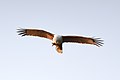 * Nomination Brahminy kite (Haliastur indus) in flight over Kabini Reservoir, Nagarhole Nat'l Park, Karnataka --Tagooty 03:43, 14 December 2021 (UTC) * Decline  Oppose The image is beautiful but unfortunately does not have the necessary quality. --Parsa 2au 07:43, 14 December 2021 (UTC)