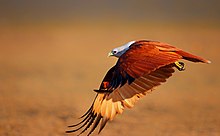 Un grand oiseau s'appuie sur ses larges ailes marron.