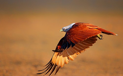 Brahminy kite (Haliastur indus), taken from Kuakata Eco-Park