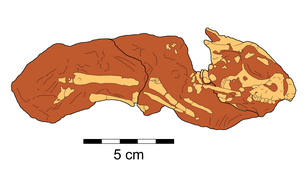 Breviceratops holotype