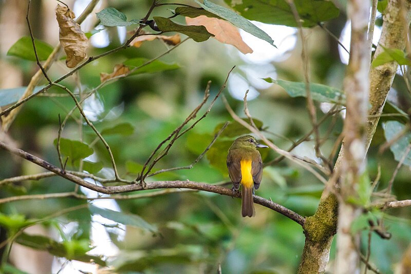 File:Bright-rumped attila (52713472934).jpg