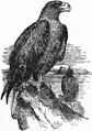 Britannica Eagle 1.jpg