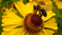 Apis mellifera mellifera British Black Bee, Lost Gardens of Heligan Sep 2017 1920 x 1080.png