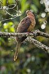 Brown Cuckoo-Dove- Lake Eacham - Queensland S4E8018 (22327667126) .jpg