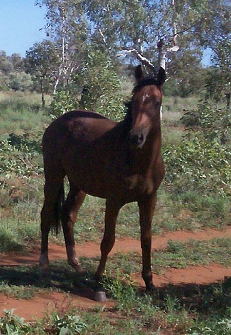 Ngựa hoang Úc
