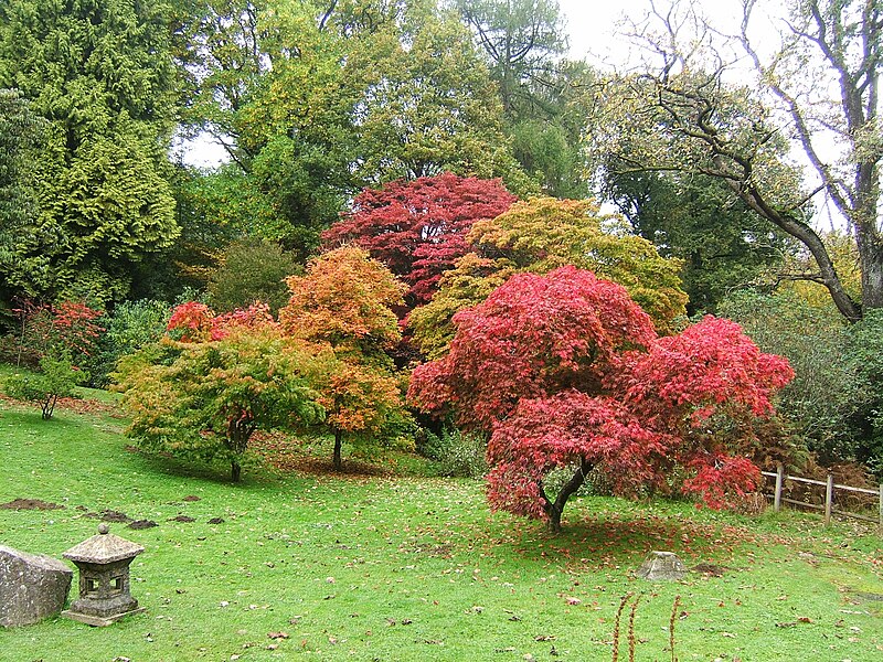 File:Bryngarw Country Park, Japanese garden autmn maple.jpg