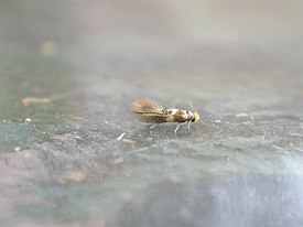 Lehmustöyhtökoi (Bucculatrix thoracella)