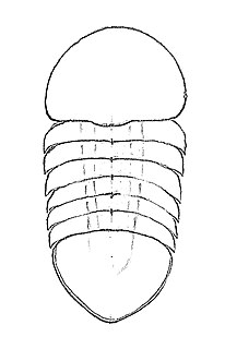 <i>Buenaspis</i> Small cambrian anthropod