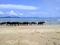Ternak kerbau yang sedang berjalan di tepi Pantai Pandan