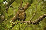 Miniatura para Bubo ketupu