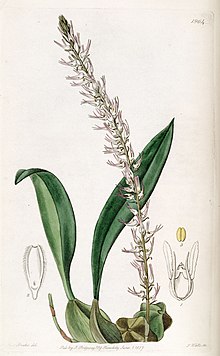 Bulbophyllum cocoinum - Edvards vol 23 pl 1964 (1837) .jpg