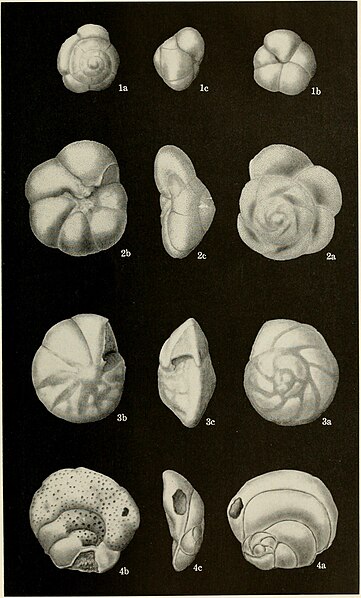 File:Bulletin - United States National Museum (1965) (19886291774).jpg