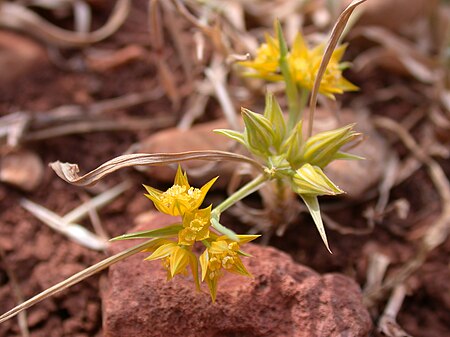 Bupleurum nodiflorum 1.JPG