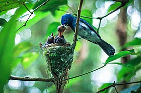 Burung Selendang Biru dan anaknya