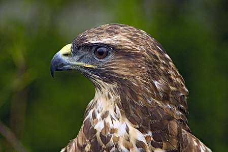 Tập_tin:Buteo_buteo_-Hamerton_Zoo,_Cambridgeshire,_England_-head-8a.jpg