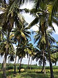 Thumbnail for File:COCONUT FARM.jpg