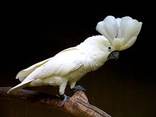 2017 white-hooded cockatoo