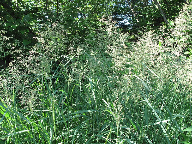 File:Calamagrostis canadensis 15-p.bot-calama.cana-22.jpg