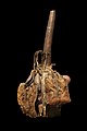 354) Calebasse de chasseur pour le vin de palme, République Démocratique du Congo. Museum d'Histoire Naturelle de La Rochelle, France.-- 4 janvier 2011