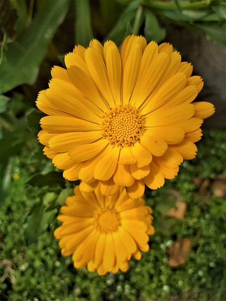 File:Calendula arvensis 113824.jpg