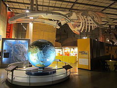 大型浮雕地球（英語：Raised-relief map）上方的鯨魚骨架