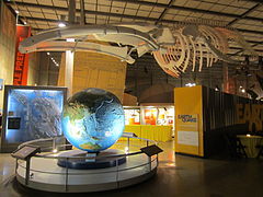 California Academy of Sciences, San Francisco (2013) - 32.JPG