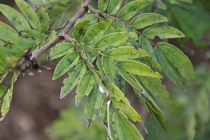 File:Calliandra haematocephala 18zz.jpg