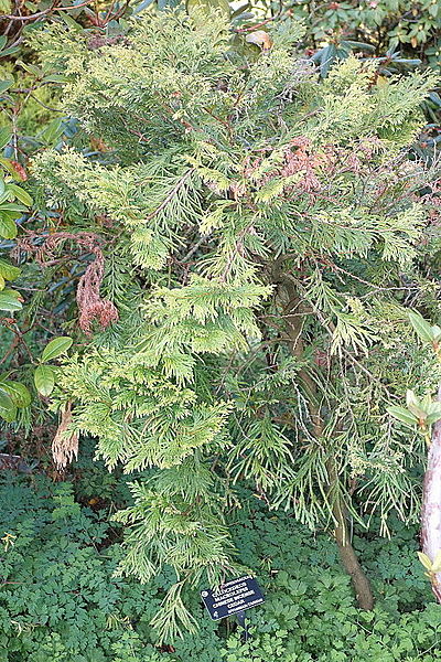 File:Calocedrus macrolepis - San Francisco Botanical Garden - DSC00103.JPG