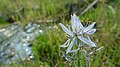 Camassia quamash in Icicle Canyon, Chelan County Washington