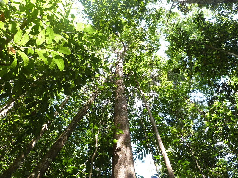 File:Canopée forêt guyanaise.JPG