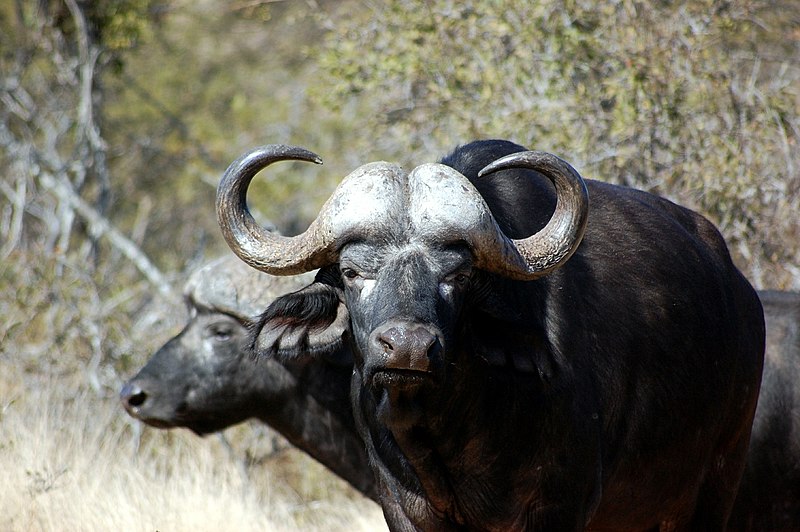 File:Cape Buffalo Africa.jpg