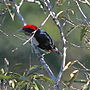 Thumbnail for Black-girdled barbet