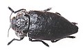 Capnodis tenebrionis