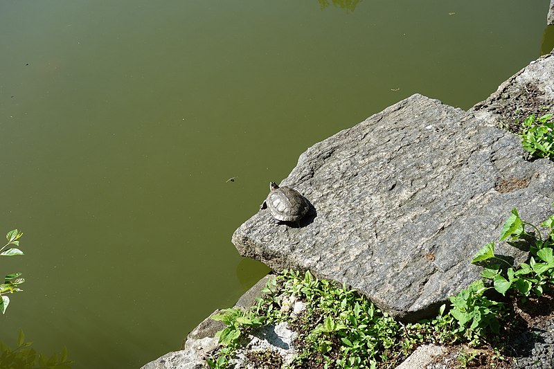 File:Captain Tilly Pk td (2018-05-21) 26 - Goose Pond.jpg