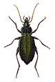 Carabus.clathratus.-.calwer.03.03.jpg