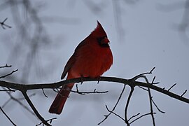 Cardinal marriottsville snow 1.13.19 DSC 0211.jpg