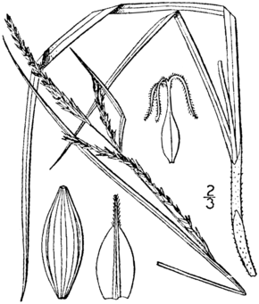 Описание изображения Carex aestivalis рисунок 1.png.