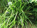 Carex pendula