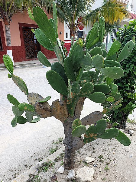 File:Caryophyllales - Opuntia tuna - 1.jpg