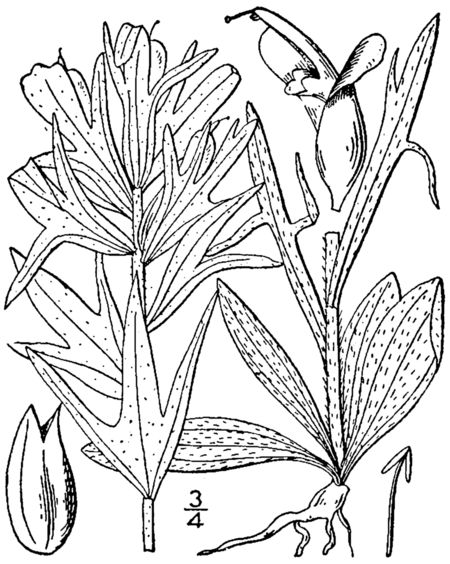 Castilleja coccinea