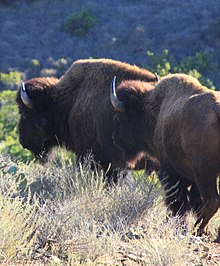 Bison on Catalina Island Catalina Bison.jpg