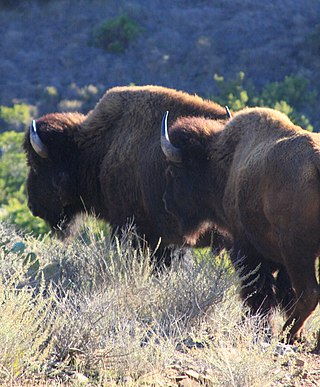 <span class="mw-page-title-main">Catalina Island bison herd</span> Introduced in 1924