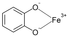 Catecholate-iron binding. A typical complex would exhibit three such interactions. Catecholate-Iron-Complex.png
