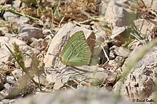 Catopsilia florella from United Arab Emirates Catopsiliaflorella.jpg