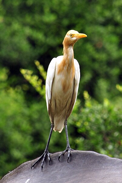 File:Cattle Egret2.jpg