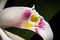 Cattleya iricolor Labellum