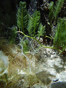 Caulerpa sertularioides от Kewalo, Хавай