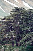 Cedars02(js).jpg