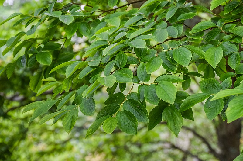 File:Celtis sinensis in Hackfalls Arboretum (4).jpg