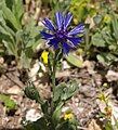 Centaurea cyanoides